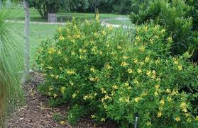 Tecoma stans is a species of flowering perennial shrub in the trumpet vine family, bignoniaceae, that is native to the americas. Thryallis Central Texas Gardener
