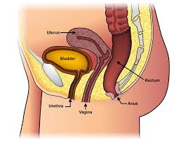 Image result for Rectal Prolapse