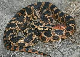 Eastern Fox Snake Snake Reptile Snakes Corn Snake