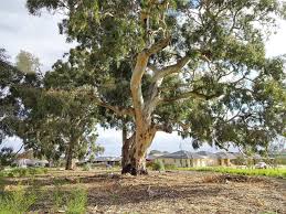 Eucalyptus is a diverse genus of trees (rarely shrubs), the members of which dominate the tree flora of australia. What Is A River Red Gum Tree Home Stratosphere