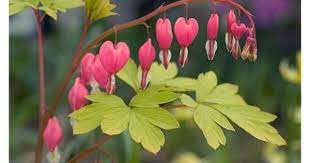 Bleeding Heart Photo Card Valentine Flower Greeting Card Mothers Day Card Bleeding Heart Bleeding Heart Flower Fine Art Card