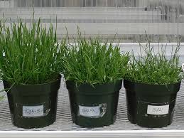 Image result for Brachypodium