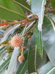 Image result for Breonadia