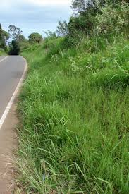 Image result for Digitaria gazensis