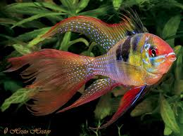 Check spelling or type a new query. Mikrogeophagus Ramirezi Ram Apistogramma Ramirezi Papiliochromis Ramirezi Microgeophagus Ramirezi Seriously Fish