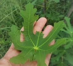 イチジク 無花果 の葉っぱが食べられるらしいから食べてみた 野草 雑草を食べるブログ