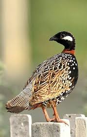 Birds In My Area Now Idea By Kathy Woody On The Birds Birds Beautiful Birds Most Beautiful Birds