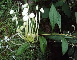 Image result for Tinnea aethiopica