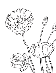 Well you're in luck, because here they come. Poppy Flowers Drawing Drawing By Irina Sztukowski