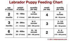 Feeding Your Labrador Puppy How Much Diet Charts And The Best Food Labrador Puppy Puppy Feeding Schedule Feeding Puppy