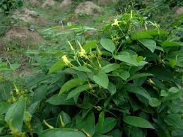 Image result for Sopubia ugandensis