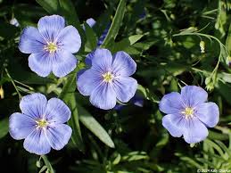Image result for Linum