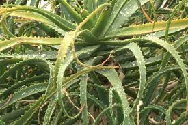 Cette plante est riche en vitamines, en minéraux, en acides aminés et en phytostérols. Comment Choisir Et Cultiver L Aloe Chez Soi