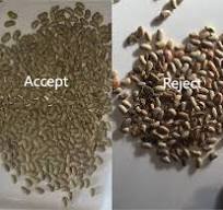 Optical 5 Chutes Colour Sorter For Pea Soya Bean Color ...
