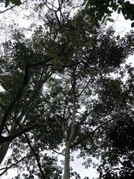 Image result for Intsia