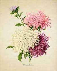 Vintage Botanical Print Pink And Cream Chrysanthemums Flower Etsy Vintage Botanical Prints Botanical Prints Digital Flowers