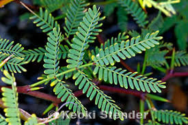 Image result for Prosopis pallida