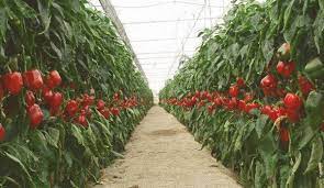 How Much Does It Cost To Grow Bell Peppers In Spain