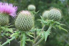 Image result for Cirsium