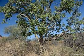 Image result for Ficus tettensis