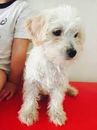Phoenix Craigslist Dogs Phoenix Animals
