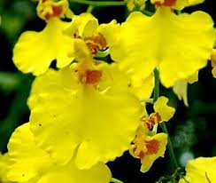 Image result for Ozoroa gomesiana