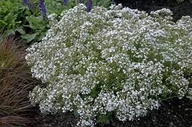 We did not find results for: Why Is The Gypsophila Plant Called Baby S Breath Quora
