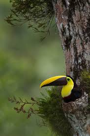 For the most part toucans don't excavate nesting cavities, although some green toucanets do. Fairy Wren Pet Birds Beautiful Birds Tropical Birds