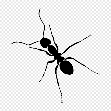 Berikut ini merupakan lukisan hitam putih bunga. Ant Zap Hitam Dan Putih Serangga Semut Monokrom Kartun Bayangan Hitam Png Pngwing