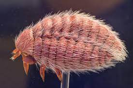 Кошениль • Аркадий Курамшин • Научная картинка дня на «Элементах» • Химия,  Пищевая промышленность, Энтомология