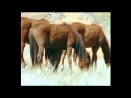 Dogada Atlar Bolum 1 Tukce Belgesel Wild Wild World Of Animals Youtube