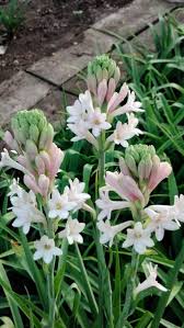 Image result for Polianthes tuberosa