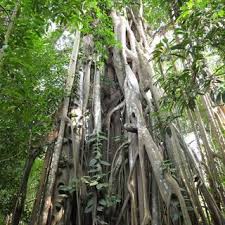 Crown is large, wide spreading. A Johor Fig Tree Ficus Kerkhovenii Strangling An Artocarpus Species Download Scientific Diagram