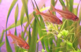 (only some) 3 ember tetras & bettas and on the subject of feeding time, ember tetras and bettas can eat most of the same food. Pin On Aquarium