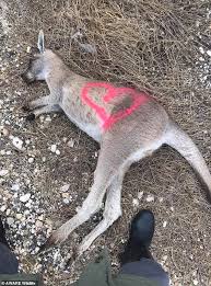 why dead kangaroos and wombats are spray painted with