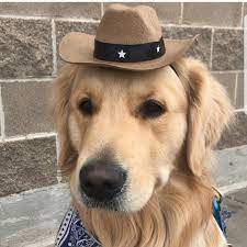 Shsriғғ Rspwrtipg ғwr Dutps Super Cute Dog Or Cat Cowboy Hat Wild West Fancy Dress Party Costume Ideas For Pets Cheap And Easy Golden Retriever Dogs In H