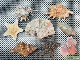 How do you clean conch shells? How To Clean And Polish Seashells 12 Steps With Pictures