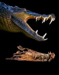 It is known from a single nearly complete skull collected from the upper cretaceous echkar formation of niger. Kaprosuchus Saharicus Boar Croc Paul Sereno Paleontologist The University Of Chicago