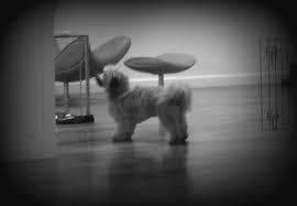 Dogs Crying At Night Vicky Kelly Dog Listener