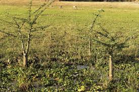 Image result for Aeschynomene elaphroxylon