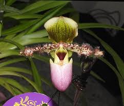 Paphiopedilum glaucophyllum slipper orchid