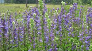 Gardenias, mums, orchids, bonsais, hydrangea and roses are just a few flowering plants you can choose to send. Great Blue Lobelia Cardinal Flower American Meadows