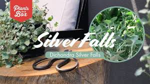 Most commonly called dichondra in australia. How Does Dichondra Silver Falls Grow What Does It Look Like Youtube