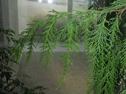 Image result for Cupressus funebris