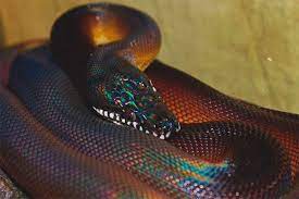 I'll share articles, pictures and videos here as well as offer animals for sale. White Lipped Python Description Where It Dwells Features