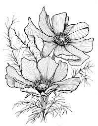 Floral Line Drawing Of Lovely Cosmos Flowers Printable As Wall Art Or Greeting Card Flower Line Drawings Flower Sketches Flower Drawing