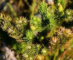 Image result for Costularia