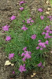 Image result for Vernonia brachycalyx