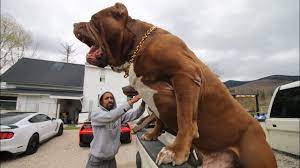 But the difference in size and power hasn't stopped them becoming firm friends who spend all day together at their home in new hampshire, usa. Story Time The Time The Hulk Almost Died From Sickness True Story Youtube