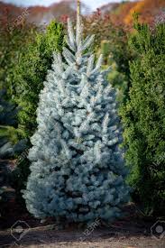 Q.how long do spruce trees live? Beautiful Young Colorado Blue Spruce Growing On Plantation In Stock Photo Picture And Royalty Free Image Image 118650889
